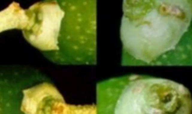 Mudanya’da zeytin güvesi ilaçlaması başladı