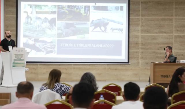 Muğla’da yaban domuzları gündemde