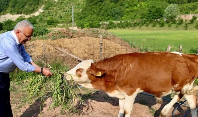 Ordu Büyükşehir besicilerin yüzünü güldürdü