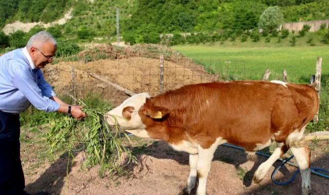 Ordu’da besicilerin yüzü güldü