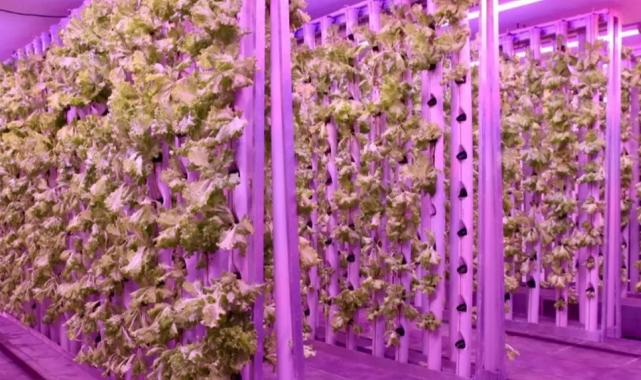 Ordu’da tarımda yeni dönem