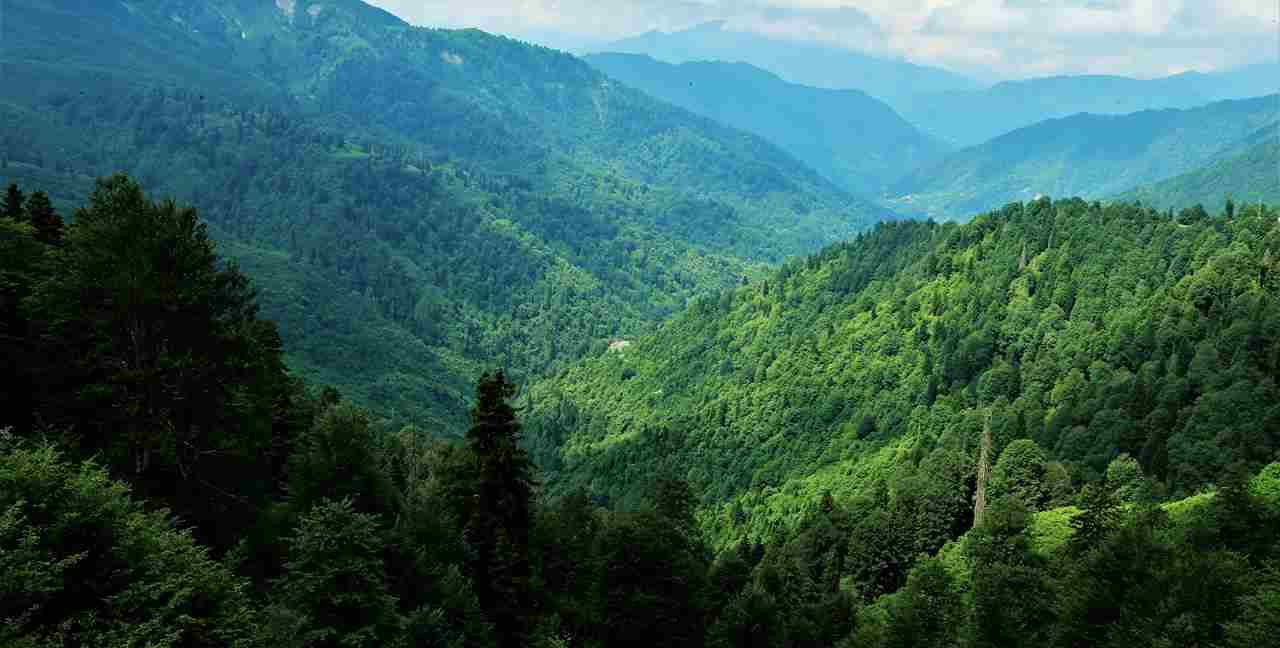 Cumhurbaşkanı Erdoğan: Orman varlığı yüzde 30’a ulaştı
