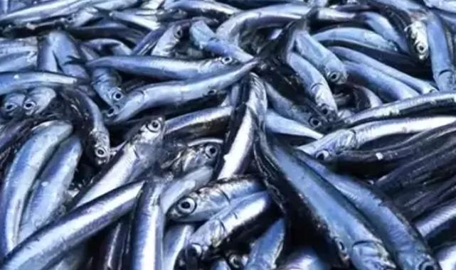 Su ürünleri üretimi 2024’te azaldı, yetiştiricilik arttı… En çok hamsi avladık!