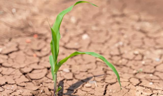 TEMA: Toprağı iyileştirmek, geleceği korumaktır