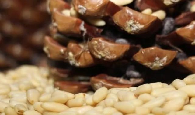 Türkiye’nin 33’üncü tescillisi oldu… Aydın Çam Fıstığı’na AB tescili