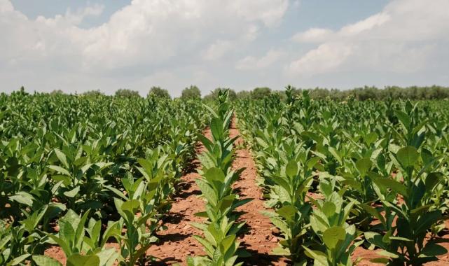 Tütün İhracatı 1 milyar doları aştı