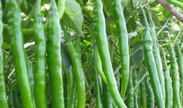 Üretici-market fiyat farkı sivri biberde yüzde 283’e ulaştı!