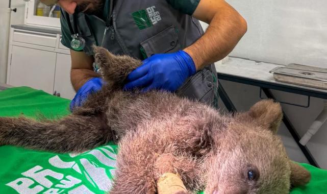 Yavru ayı Ormanya’da tedavi altında