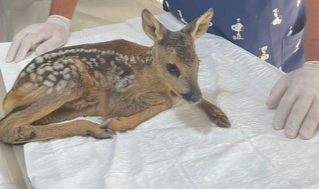 Yavru karaca korumaya alındı