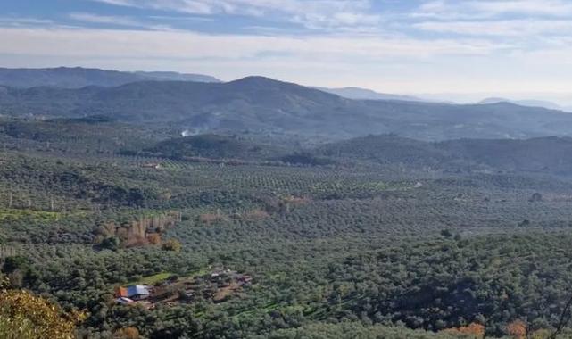 Zeytinlikler neden dokunulmazdır? Ortak açıklama yapıldı