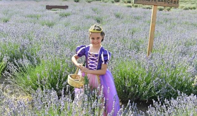 Ata Çiftiği’nde lavanta hasadı