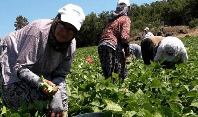 Badalan fasulyesi toprakla buluştu, çiftçilerin yüzü güldü