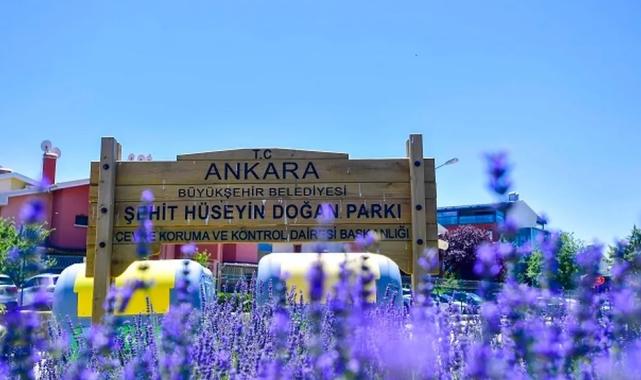 Başkent Ankara yazın lavanta kokuyor