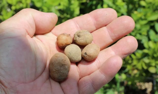 Bursa’da organik salep üretimi başlıyor