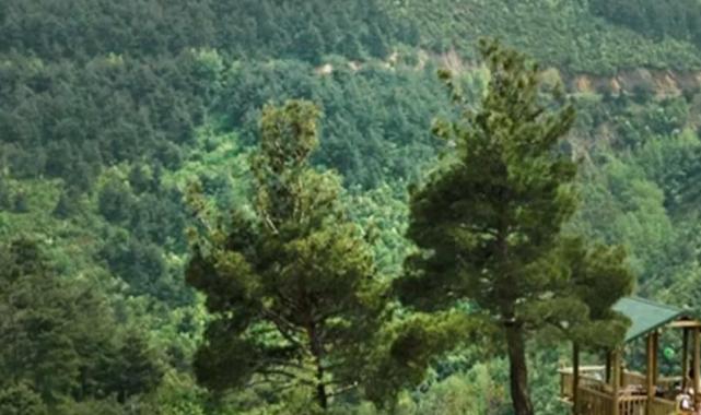 Bursa’da ormanlara giriş 15 Ekim’e kadar yasaklandı!