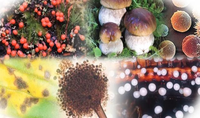 Gıdalardaki bitki toksinlerine ilişkin numunelere AB uyumu