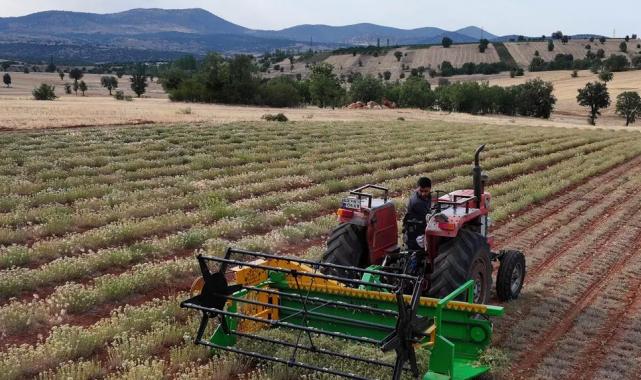 Güneysınır’da kekik hasadı: Kuraklığa dirençli tarımda yeni dönem