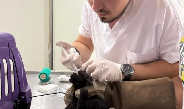 İzmir Büyükşehir tüm canlılar için harekete geçti