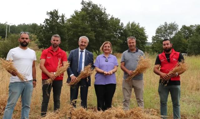 İzmit Belediyesi ilk nohut hasadını yaptı 