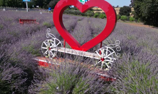 İzmit’te tarlada lavanta, şişede kolonya, yürekte emek…