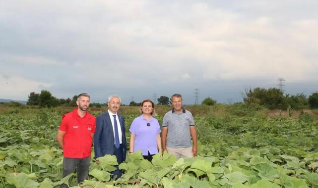 İzmit’ten balkabağı üretimine yerel destek