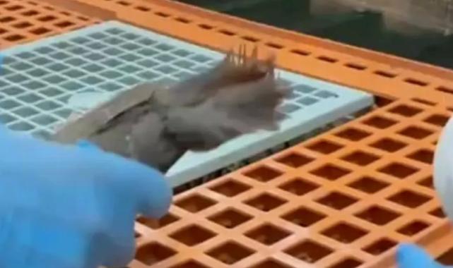 Keklikler doğaya kavuşuyor