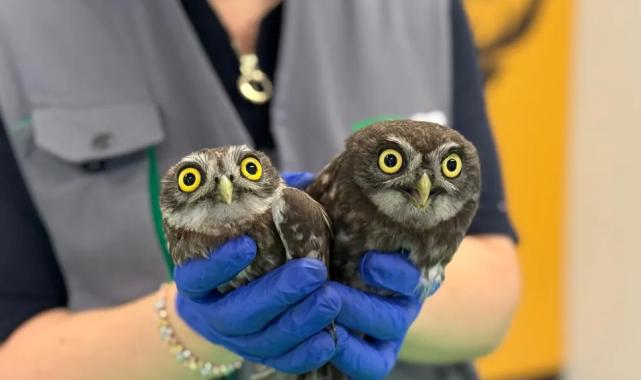 Kocaeli İtfaiyesi’nden baykuş operasyonu