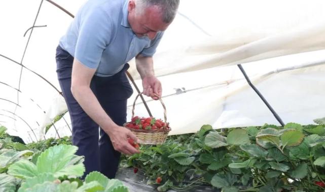 Kocaeli’de Başkan Büyükakın çilek hasadına katıldı