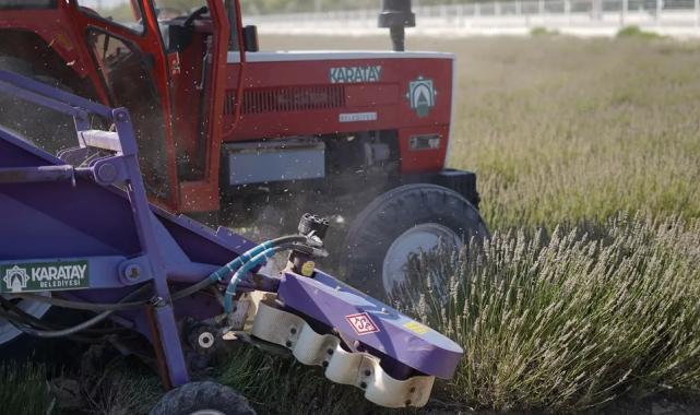 Konya Karatay Lavanta Bahçesi’nde hasat zamanı