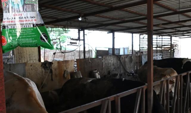 Manisa’da karasineğe karşı tedbir