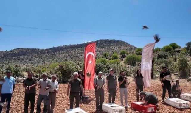 Mardin’de doğaya 300 kınalı keklik salındı