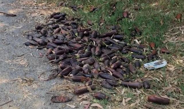 Mersin’de yere döktüğü 3. kalite patlıcanlar 17,2 milyon TL’ye patladı!