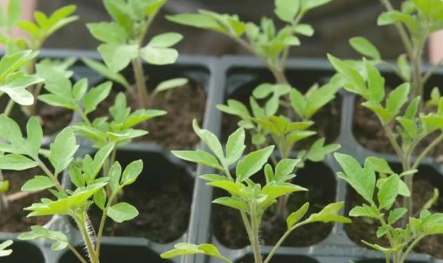 Milas’ta kışlık fidelerde yüzde 50 hibe desteği başlıyor!