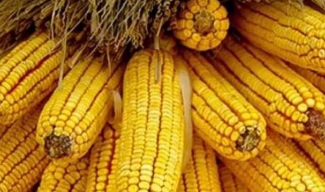 Mısır ithalatına 500 bin tonluk tarife kontenjanı açıldı