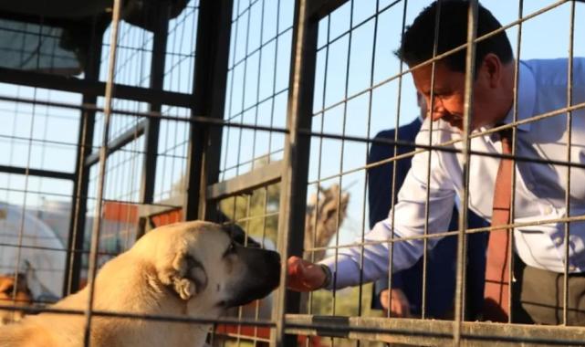 Muğla Büyükşehir’den 3 bin 779 can dosta yeni yuva