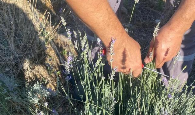 Muğla Milas Belediyesi lavanta hasadı gerçekleştirdi