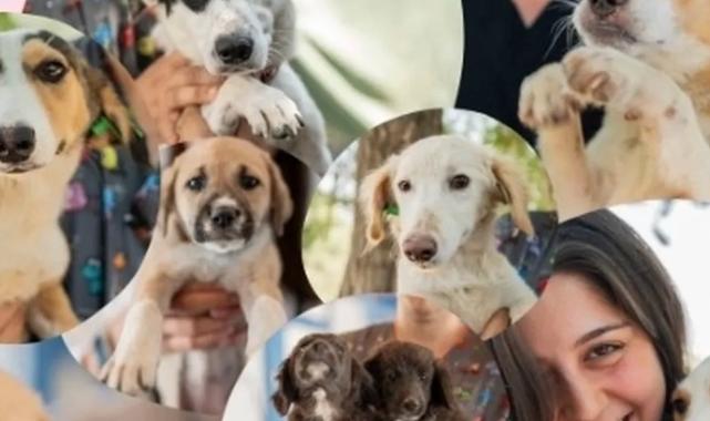 Muğla Milas’ta sevgi dolu yuvalar aranıyor