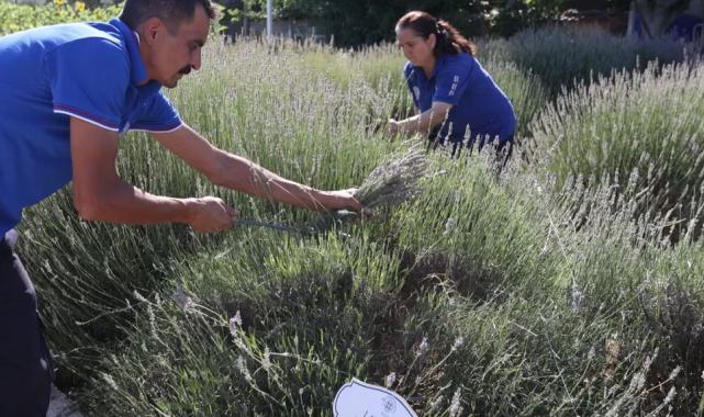Muğla’da aromatik üretim ekonomiye katkı sağlıyor