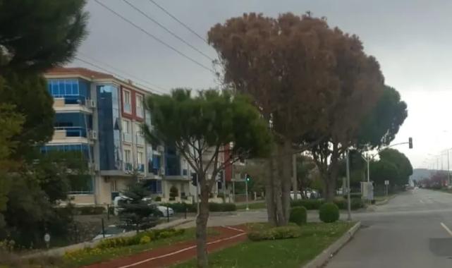 Muğla’da güvenlik ve estetik için kurumuş ağaçlar kaldırılıyor