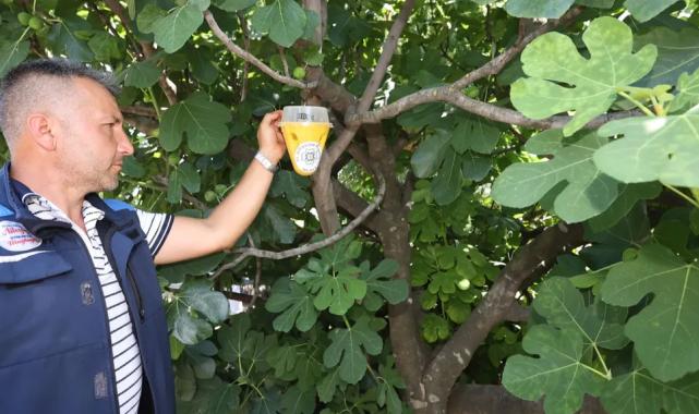 Muğla’da meyve sineği ile mücadelede feromon tuzaklar devrede!