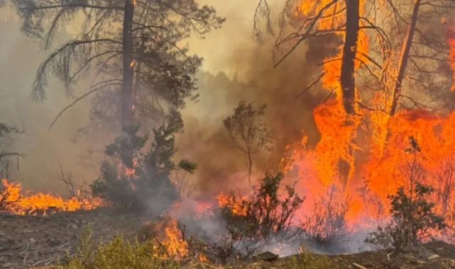 O ilde ormanlara giriş yasak!