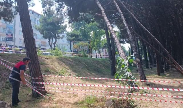 Ordu’da can ve mal güvenliğini tehdit eden ağaçlara müdahale edilecek