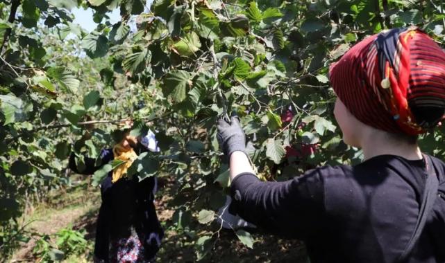 Ordu’da ‘Fındık Dalda’ projesine rekor başvuru