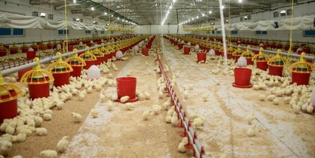 Şenpiliç ekosistemi sözleşmeli çiftliklerle geçen yıl 4.200 kişiye istihdam sağladı