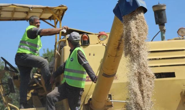 Siyez buğdayında hasat bereketi