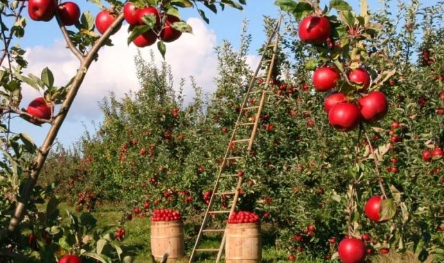 Tarımsal üretim planlamasına ayar…  Meyve bahçesi tesisine sınırlama
