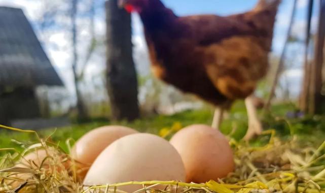 Tavuk eti üretimi arttı, yumurta üretimi düştü