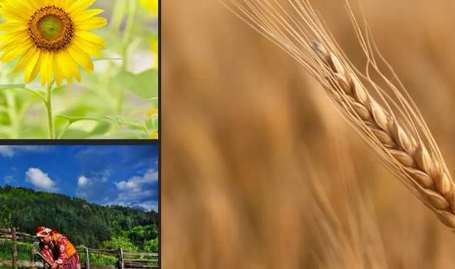 Türkiye tarımsal hasılada rekor kırdı! Tarımsal hasıla 70 milyar dolar sınırını aştı