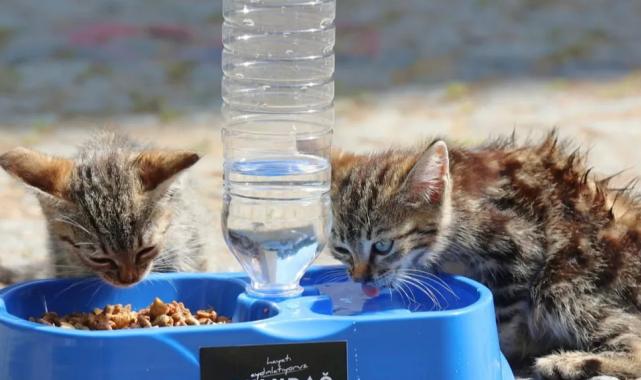 Uludağ Elektrik’ten sokak hayvanlarına yaz desteği! “Sevgimiz, Enerjimiz Sizinle” sürdürülüyor