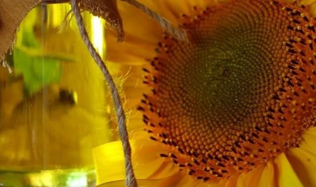 Yağlık ayçiçeği tohumu ve ham yağ ithalatına kontenjan açıldı